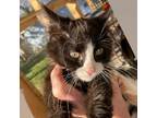 Adopt Ziggy Stardust a Domestic Medium Hair