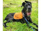 Adopt Blaine a Great Dane