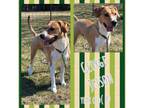 Adopt George Jetson a Labrador Retriever, Rhodesian Ridgeback