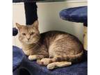 Adopt Teddy a Domestic Short Hair