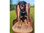 Adopt Rocky a Rottweiler, Mixed Breed
