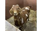 Adopt Bucky a Goat