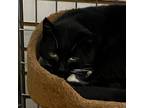 Adopt Phantom a Domestic Short Hair