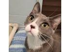 Adopt Eddy a Domestic Short Hair