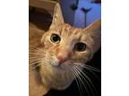 Adopt Tigger a Domestic Short Hair