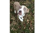 Adopt Benny a Pit Bull Terrier