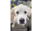 Adopt Sam a Great Pyrenees