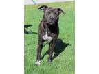 Adopt Brock (7199) a Plott Hound