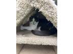 Adopt Simon a Domestic Short Hair