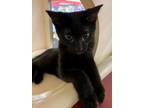 Adopt Rolo a Domestic Short Hair