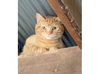 Adopt Morris a Tabby