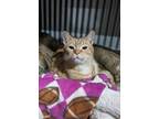 Adopt Ginger a Tabby