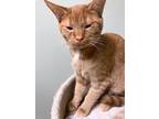 Adopt Rusty a Domestic Short Hair