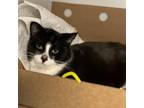 Adopt Smudgie a Domestic Short Hair