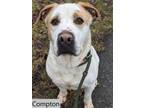 Adopt Compton a Pit Bull Terrier