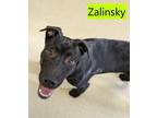 Adopt Zalinsky a Labrador Retriever