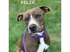 Adopt FELIX a Pit Bull Terrier, Mixed Breed