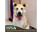 Adopt Pete a Shepherd, Labrador Retriever