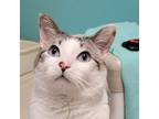 Adopt Zagreus a Siamese, Domestic Short Hair