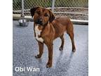 Adopt Obi Wan a Black Mouth Cur, Hound