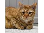 Adopt Garfield a Domestic Short Hair