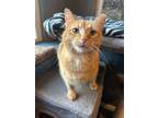 Adopt Pierre a Domestic Short Hair