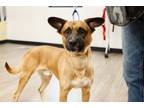 Adopt Turnip a Mixed Breed