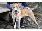 Adopt Quincy a Mixed Breed