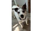 Adopt Dude a Jack Russell Terrier