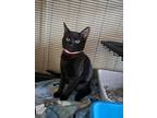 Adopt Spooky a Domestic Short Hair