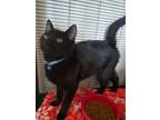 Adopt Noir a Domestic Short Hair