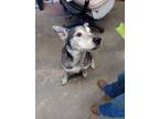 Adopt Carlos a Husky