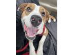 Adopt Omar a Terrier