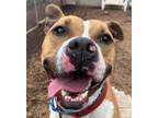 Adopt Rocco a Pit Bull Terrier