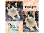 Adopt Twilight a Domestic Short Hair