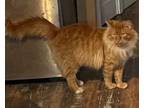 Adopt SIMBA a Maine Coon, Domestic Long Hair