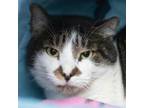 Adopt Moon a Domestic Short Hair