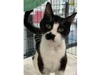 Adopt Skye a Tuxedo