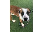 Adopt Buck a Hound, Boxer