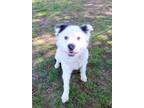 Adopt ROCKY a Australian Shepherd, Mixed Breed