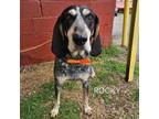 Adopt Rocky Bluetick a Bluetick Coonhound