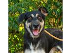 Adopt Atticus a German Shepherd Dog