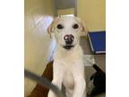 Adopt COTTONTAIL (Neutered!) a Labrador Retriever, Mountain Cur