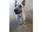 Adopt Boscoe a Anatolian Shepherd, Cattle Dog