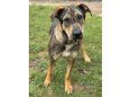 Adopt CLYDE a German Shepherd Dog, Mixed Breed