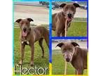 Adopt HECTOR a Weimaraner, Mixed Breed