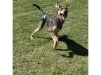 Adopt Marlon a Catahoula Leopard Dog, Mixed Breed