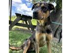 Adopt Marlon a Catahoula Leopard Dog, Mixed Breed