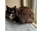 Adopt Panther a Domestic Medium Hair