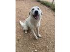 Adopt Duff a Great Pyrenees, Mixed Breed
